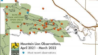 Mountain Lion Observations April 2021 - March 2022