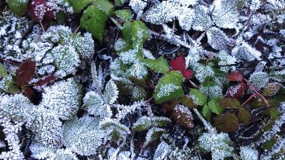 Frost on poison oak leaf (Oksana Baumert)