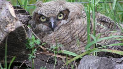 Great horned owl chick (Sue Gale) Closeup of a great horned owl chick