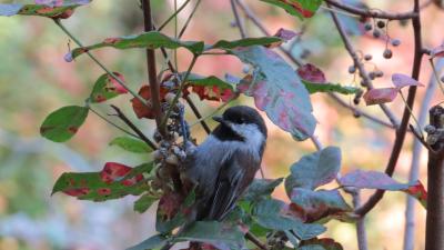 Rancho San Antonio Preserve (Strether Smith) Chickadee eating poison oak berries