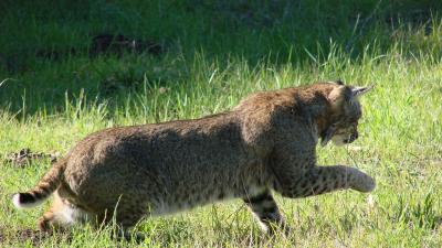 A bobcat hunting at Rancho San Antonio