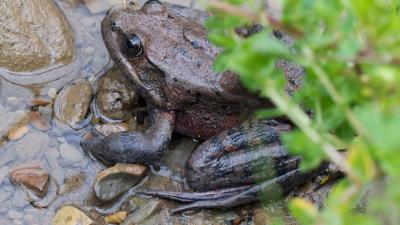 Red-legged frog red legged frog