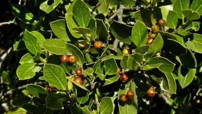 A bush of brownish red Italian Buckthorn by Jean Pawek