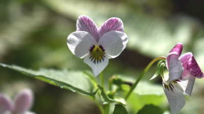Western heart's ease flower by Andrew Kiemen Picture of Western heart's ease flower in shape of a heart