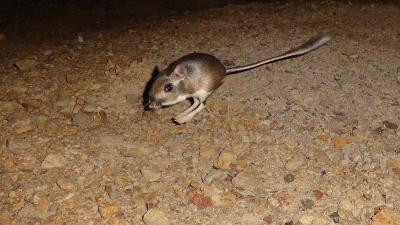 Santa Cruz Kangaroo Rat Photo by Ken Hickman Santa Cruz Kangaroo Rat Photo by Ken Hickman