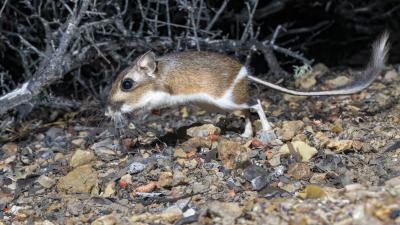 Santa Cruz kangaroo rat jumping to the left. Photo from a wildlife cam shows long trail and large hind legs.