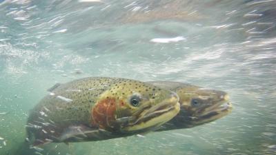 Pair of steelhead trout spawning in a creek