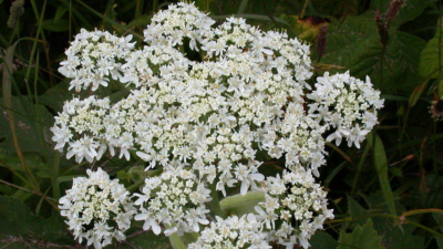 Flowering Common Cowparsnip by Steven Thorsted