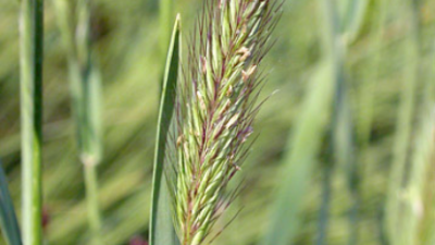 Meadow Barley by Keir Morse