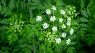 Flowering Poison Hemlock by Barry Breckling