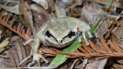 Closeup of a tree frog