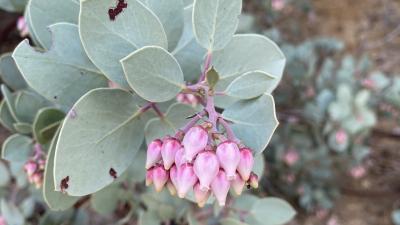 Big berry manzanita blooms