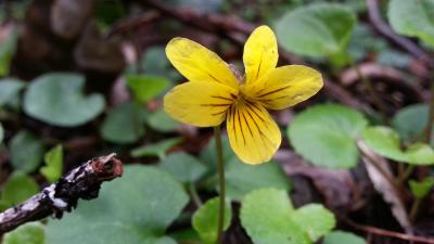 Redwood violet flower