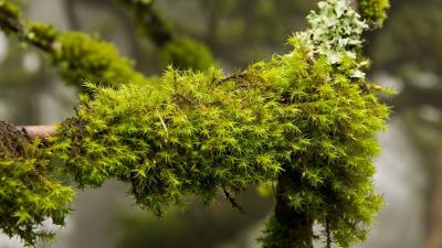 Karl Gohl - moss branch