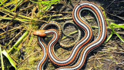 snake with black, red and blue stripes