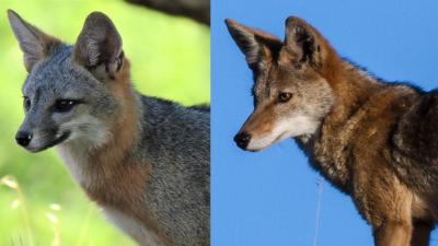 Gray Fox vs. Coyote