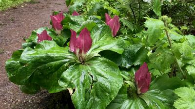 Trillium blooming on the trail