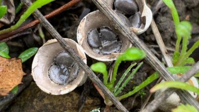 Bird's nest fungi (Eleanor Raab)