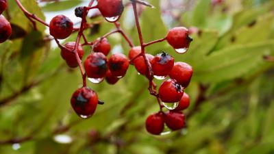 Red berries (Izzy Klugman)