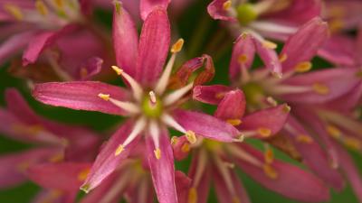 Closeup of red clintonia flowers