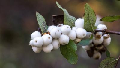 Windy Hill Preserve (Karl Gohl) Closeup of snow berries