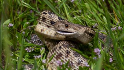 Pacific gopher snake (Oonagh Degenhardt) Gopher snake in grass
