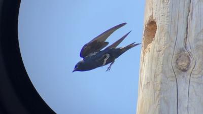 Purple Martins nesting in Cavities at Sierra Azul