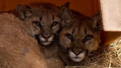two mountain lion clubs lying down together
