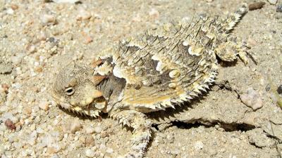 Blainville's Horned Lizard (© Bonterra Consulting) Blainville's Horned Lizard (© Bonterra Consulting)