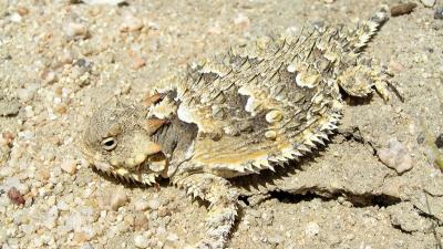 Blainville's Horned Lizard (© Bonterra Consulting)