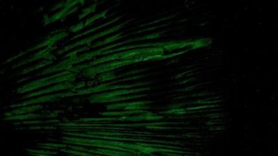 The glowing green gills of a western jack-o'-lantern (Debbi Brusco)