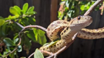 Rolo the gopher snake (Renee Fitzsimons)