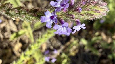 Flowering Common Verbena 