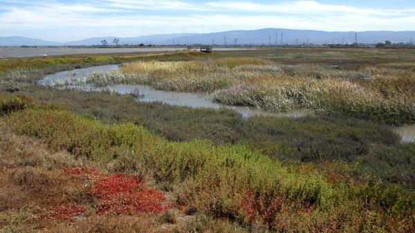 multi-colored plants around a marsh