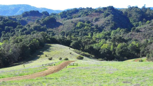 trail running towards a wooded hillside