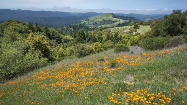 View from Russian Ridge Preserve to Mindego Hill by Karl Gohl