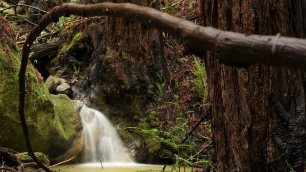 Waterfall at Thornewood Preserve