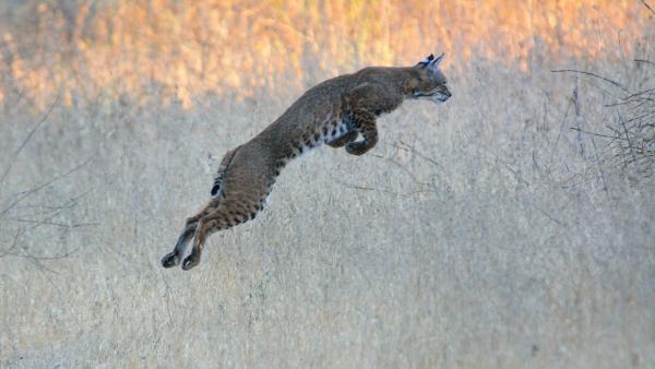 A bobcat leaps over a field of dry grass