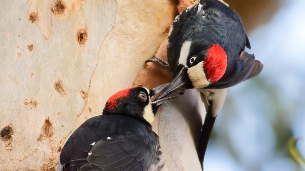 Two acorn woodpeckers on a tree pressing their beaks together