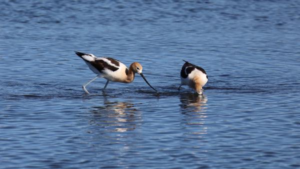 A pair of American avocets in the water