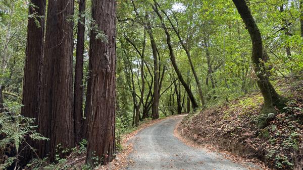 Gravel trail near redwood trees