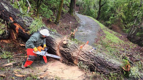 Midpen crew clearing a downed tree from a trail