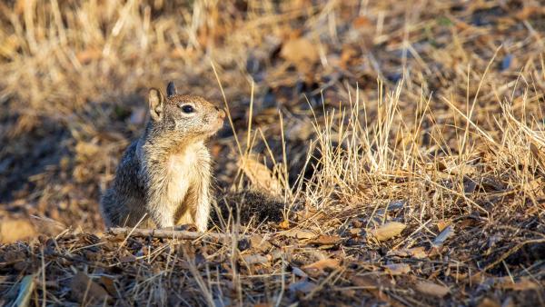 A squirrel stands in a field of dried grass