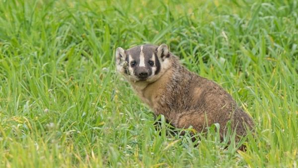 American Badger in green field