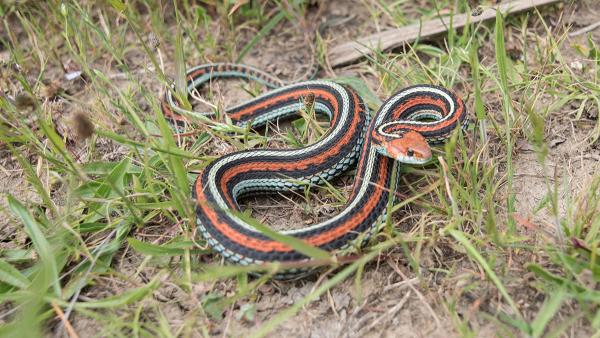 red, blue and black striped snake curled in the grass