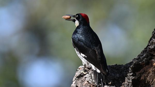 Acorn woodpecker perched on a tree branch with an acorn held in its beak