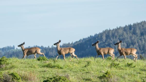 Closeup of deer