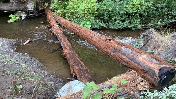 Two large wood logs installed to lay across a creek to increase habitat complexity and health for aquatic species