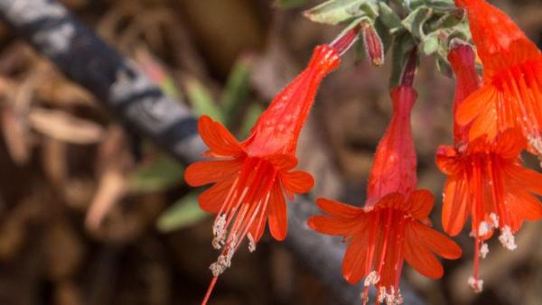 California Fucshia