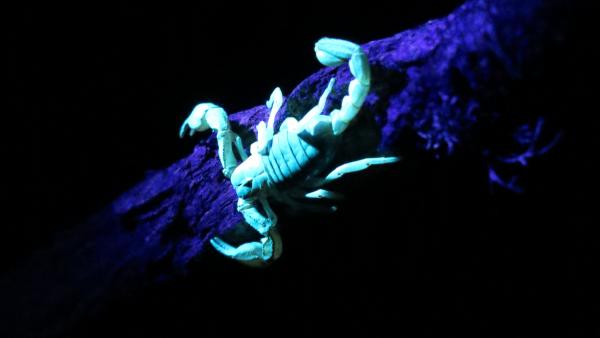 Scorpion with UV Light by Chad Frost